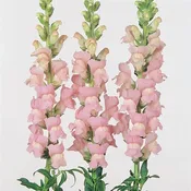 Antirrhinum majus ‘Maryland Shell Pink’ Snapdragon