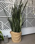 FIFA - 14" Pot - Sansevieria Zeylancia
