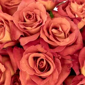 Coffee Break Terracotta Rose