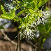 Chinese Fringe Tree
