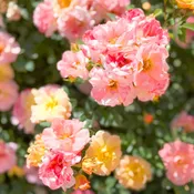 Apricot Drift® Potted Rose Bush