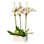 AFO 225-1 White Phalaenopsis Orchid Coastal Luxury Floral Arrangement