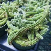 Cactus ‘Lady Finger’