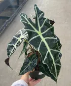 Alocasia, Polly