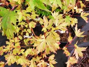 Anne Irene Japanese Maple