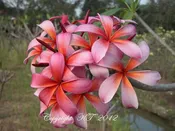 Blazing Star-Metallic Hues!