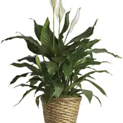 Simply Elegant Spathiphyllum - Medium