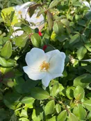 White Knock Out Rose