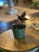Ludisia discolor - Jewel Orchid