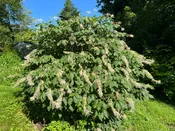 Aesculus parviflora var. serotina, 'Rogers' Bottlebrush Buckeye