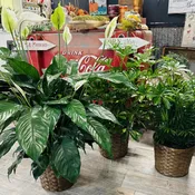 Floor Green Plant