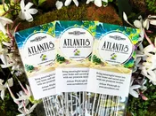 Atlantis Incense Sticks – Sea Grapes & Sand Verbena