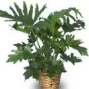 Split Leaf Philodendren