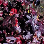 Burgundy Blush Sweetgum Tree