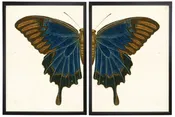 Diptych Blue And Brown Butterfly