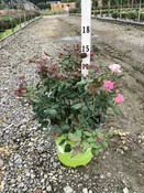 Blushing Knock Out® Shrub Rose