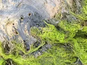 Green Slime (Enteromorpha) | Live Maine Algae Specimen | Gulf Of Maine, Inc.