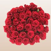 Altamira Roses