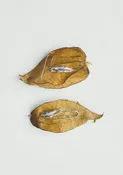 Alba Silver Cardamom Pod Earrings | Silver