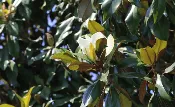 Never Ending Gift – Magnolia Trees ONLINE ONLY