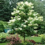Syringa reticulata ‘Ivory Silk’