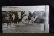 "Chore Boy" Cattle Cutting Board