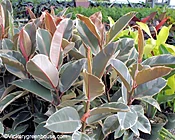 Ficus Tineke