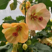 Abutilon ‘Blushing Moonlight’ (Abutilon hybrid)