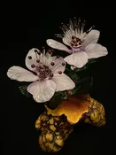 Cherry Blossoms — Lawrence Family Glass Blowers