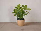 Ficus Altissima — Mother Co., Plants