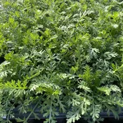 Achillea millefolium (Yarrow) Unity Grown