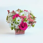 Blush & Bloom