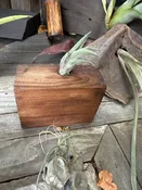 Airplant Object - medium — Western Hills Garden