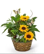 DISH GARDEN WITH SUNFLOWERS AND BUTTERFLIES