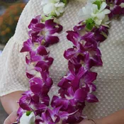 Orchid Leis