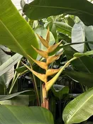 Heliconia stricta 'Gustavo Yellow' — Excelsa Gardens
