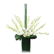 Exquisite Drip of Orchids by Newport Florist - NF164