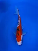 15CM Japanese Imported - Doitsu Sanke - Shinoda - QT7 - 12