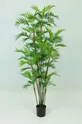 Parlour Palm