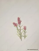 1925 - Rose Paintbrush - Antique Print