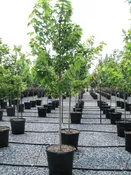 Acer rubrum Red Sunset® — Shreckhise Nurseries