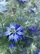 Nigella damascena Moody Blues — Harvest Home Flowers