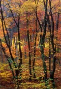 Autumn Candy