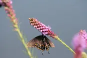 Blazing Star, Prairie