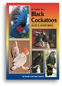 A Guide to Black Cockatoos as Pet & Aviary Birds