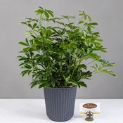 Schefflera Plant - 8" Planter