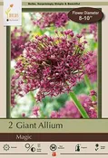 Allium Magic 2PK