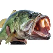 2-3″ LARGEMOUTH BASS FISH, EA