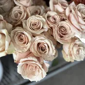 Beige Quicksand Roses