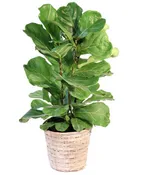 FIDDLE LEAF FIG